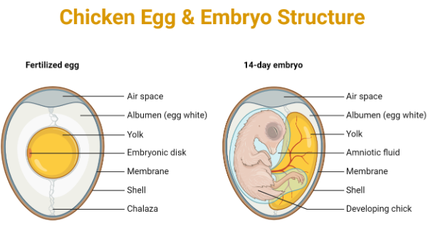 chicken egg and embryo structure.PNG